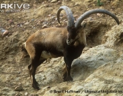 ARKive image GES037109 - Spanish ibex