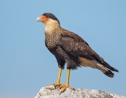 Caracara Plancus 1