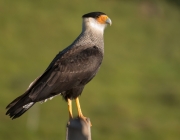 Caracara Plancus 2