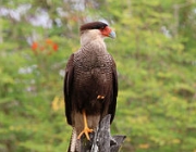 Caracara Plancus 3