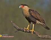 Caracara Plancus 4