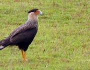 Caracara Plancus 5