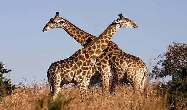Curisosidade Sobre as Girafas 1