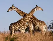 Curisosidade Sobre as Girafas 1