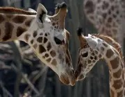 Curisosidade Sobre as Girafas 6