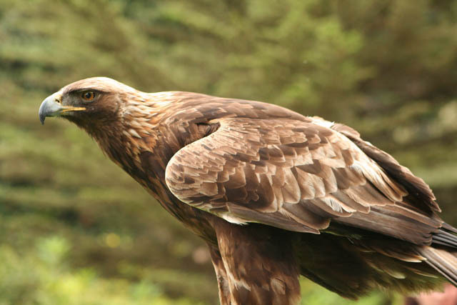 Características da Águia Real | Mundo Ecologia