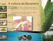 Variedades. A banana na alimentação e na saúde. Trabalho prático. A produção de frutas no mundo ocupa um lugar de destaque, tanto em volume produzido quanto em área de cultivo. Por este facto, a fruticultura é uma das actividades fundamentais para a alimentação humana.