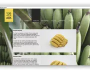 Características da Banana 5