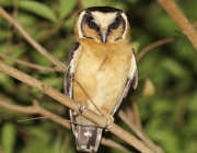 Caracteristicas da Coruja Caburé de Pernambuco 1