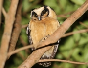 Caracteristicas da Coruja Caburé de Pernambuco 2