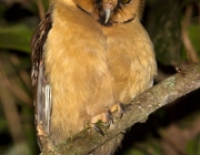 Caracteristicas da Coruja Caburé de Pernambuco 3