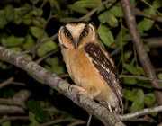Caracteristicas da Coruja Caburé de Pernambuco 6