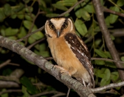 Caracteristicas da Coruja Caburé de Pernambuco 6