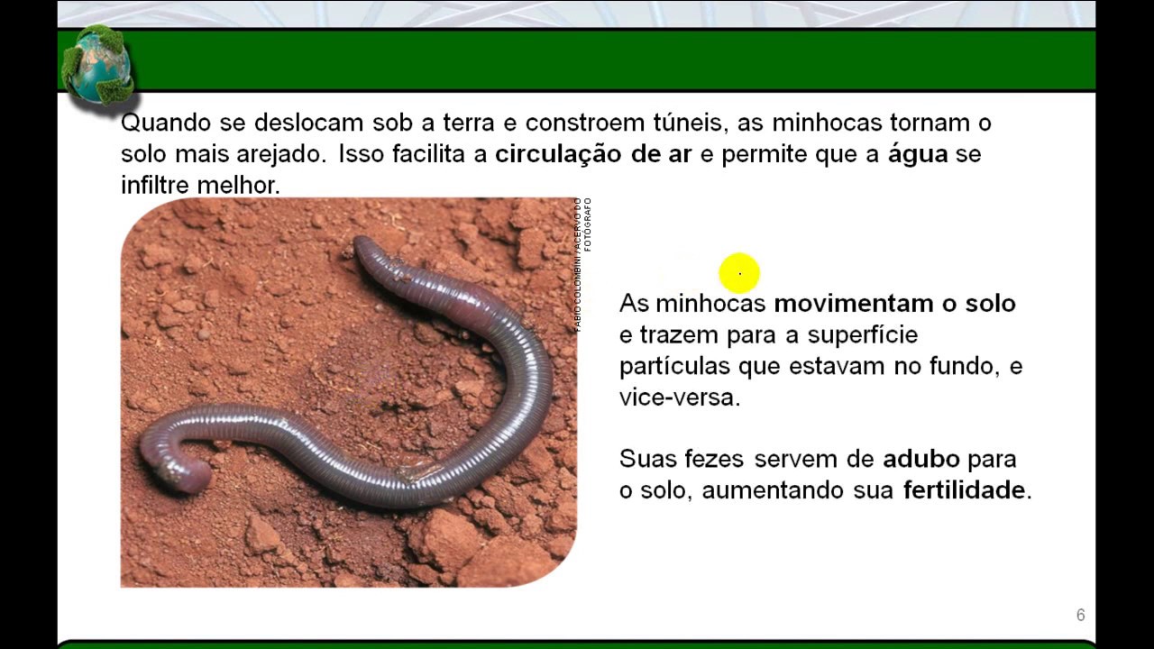 Como as Minhocas se Reproduzem? | Mundo Ecologia