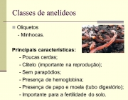 - Poucas cerdas; - Clitelo (importante na reprodução); - Sem parapódios; - Presença de hemoglobina; - Presença de papo e moela (tubo digestório); - Importante para a fertilidade do solo.