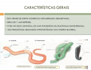 SÃO VERMES DE CORPO CILÍNDRICO E METAMERIZADO (SEGMENTADO); CERCA DE ESPÉCIES; VIVEM NO SOLO (MINHOCA), NO MAR (POLIQUETAS) OU DULCÍCOLAS (SANGUESSUGA). SÃO TRIBLÁSTICOS, CELOMADOS E PROTOSTÔMIOS COM SIMETRIA BILATERAL;