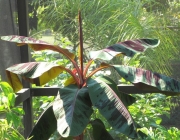 Características da Musa Acuminata Zebrina 1