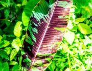 Banana leaf of Musa acuminata Colla subsp. zebrina