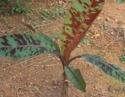 Características da Musa Acuminata Zebrina 4