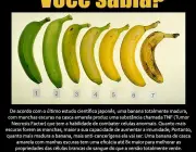 Características das Bananas 5