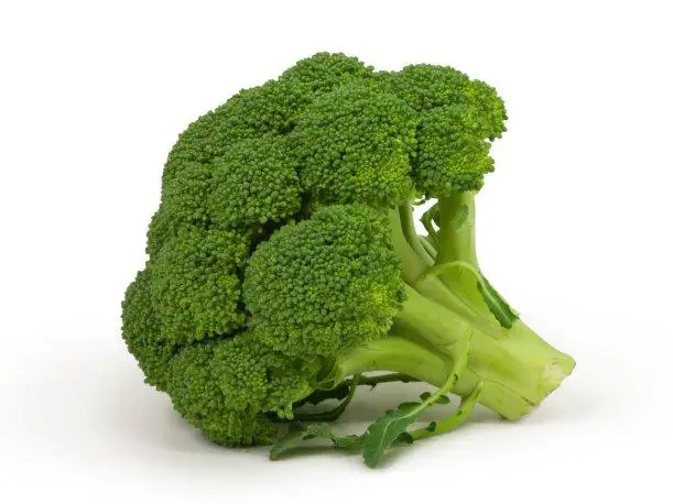 Características do Brócolis 6