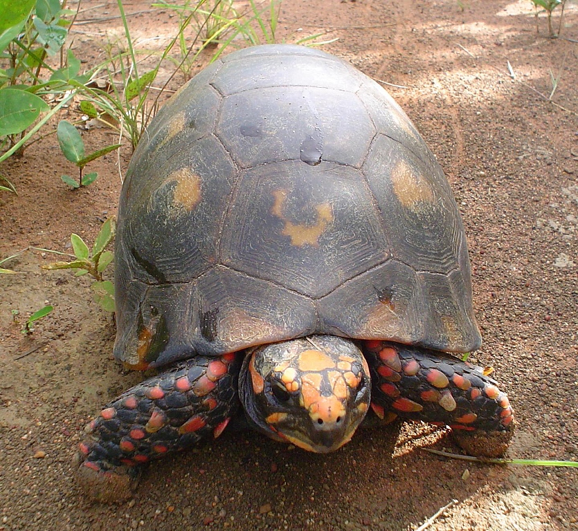 Com Quantos Anos o Jabuti Pode