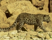 Características do Leopardo-Árabe 1