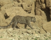 Características do Leopardo-Árabe 2