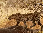 Características do Leopardo-Árabe 3