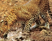 Características do Leopardo-Árabe 4