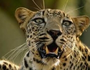 Características do Leopardo-Árabe 6
