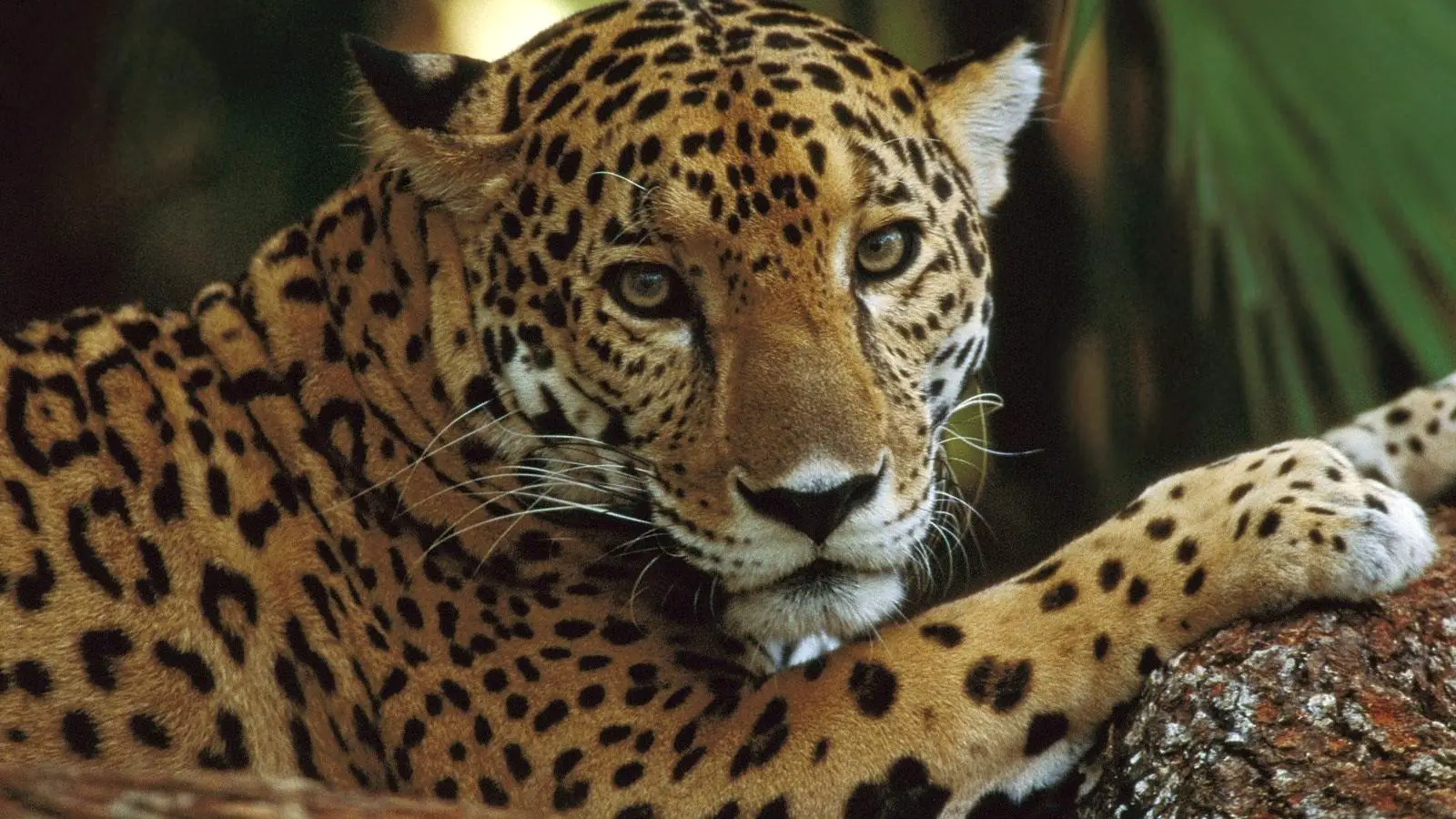 Características do Leopardo-do-Norte-da-China 1