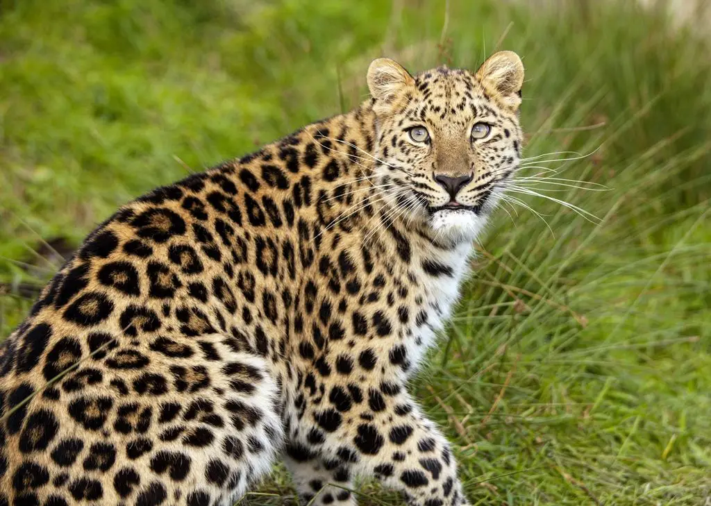 Características do Leopardo-do-Norte-da-China 5