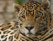 Características do Leopardo-do-Norte-da-China 2