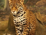 Características do Leopardo-do-Norte-da-China 3
