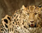 Características do Leopardo-do-Norte-da-China 4