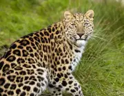 Características do Leopardo-do-Norte-da-China 5