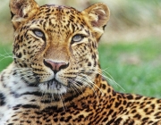 Características do Leopardo-do-Norte-da-China 6