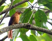 Características do Limpa Folha do Nordeste 1