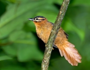 Características do Limpa Folha do Nordeste 6