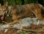 Características do Lobo Etíope 1