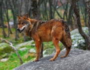 Características do Lobo Etíope 4