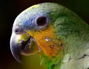 Características do Papagaio 4