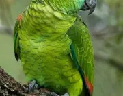 Características do Papagaio 1
