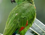 Características do Papagaio 2