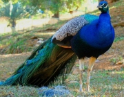 Características do Pavão-Indiano 2