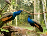 Características do Pavão-Indiano 4