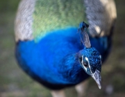 Características do Pavão Indiano 5