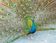 Caracteristicas do Pavão 5