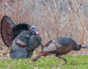 0428 city wild turkey 1-1.jpg